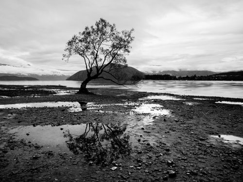 #65 Nouvelle-Zélande – Wanaka Tree