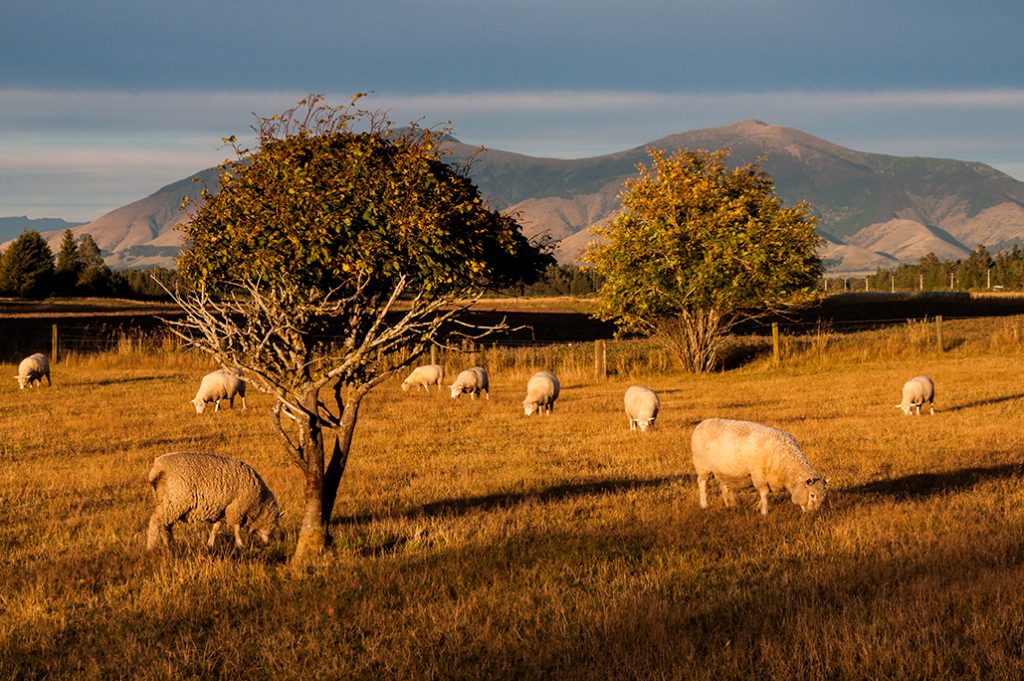 Nouvelle-Zélande - Moutons