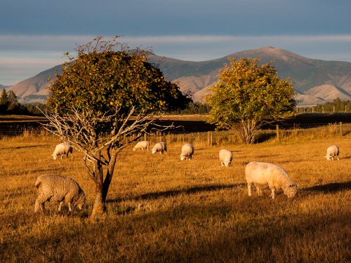 #86 Nouvelle-Zélande – Moutons